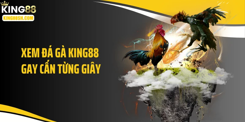 đá gà king88 không thể bỏ qua